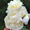 Piwonia Duchesse de Nemours