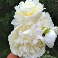 Piwonia Duchesse de Nemours