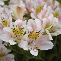 Alstoemeria venus