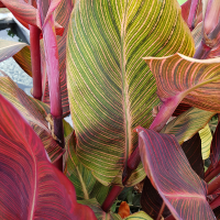 Canna Durban