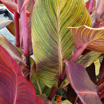 Canna egzotyczna Durban 1szt