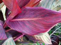 Canna Phasion liść