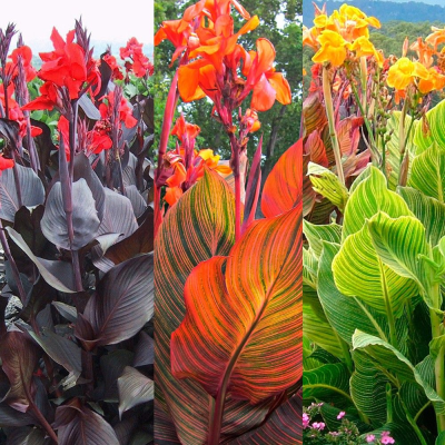 Canna tropicana mix 3szt