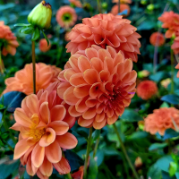 Dalia pomponowa Silvia