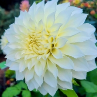 Dalia Cafe au Lait Supreme.jpg