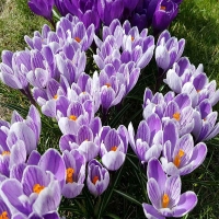 krokus Pickwick.jpg