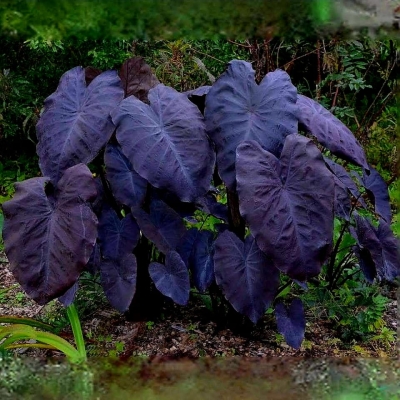 Kolokazja Black Magic 1szt