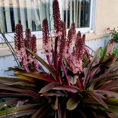 Eucomis - lilia ananasowa Sparkling Burgundy 1szt