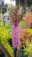 Eucomis Sparkling Burgundy.jpg