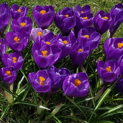 Krokus wielkokwiatowy Grand Maitre 10zt