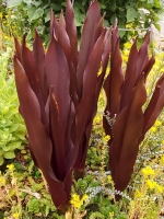 Eucomis Sparkling Burgundy.jpg