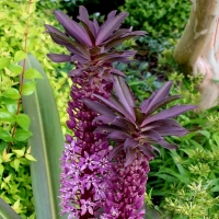 Eucomis Sparkling Burgundy.jpg