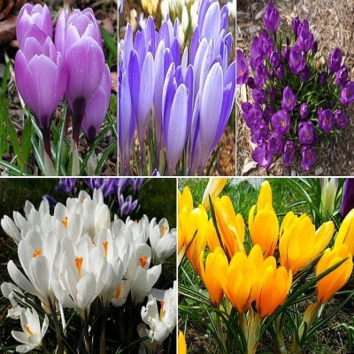 Krokus wielkokwiatowy mix 30szt