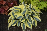 Funkia hosta Mini Frost