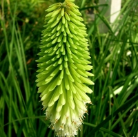 Trytoma Green Jade