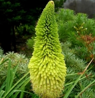 Trytoma Green Jade