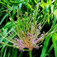 Allium Schubertii Czosnek Szuberta