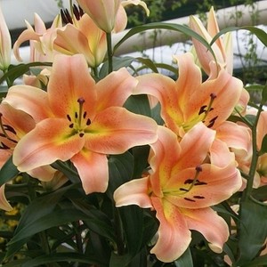 Lilia drzewiasta Zelmira 1szt