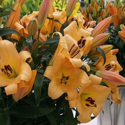 Lilia drzewiasta Orange Space 1szt