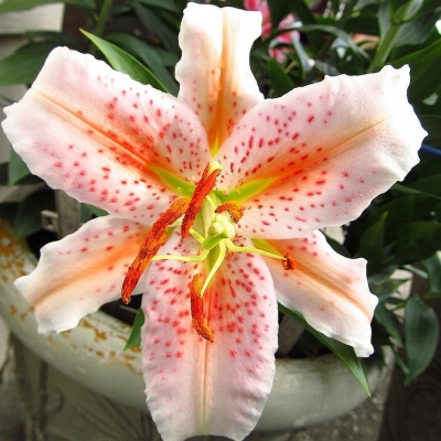 Lilia orientalna Salmon Star 1szt