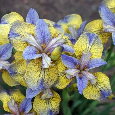 Irys syberyjski Tipped in Blue 1szt