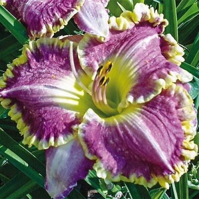 Liliowiec Bestseller 1szt