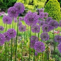Czosnek Purple Sensation