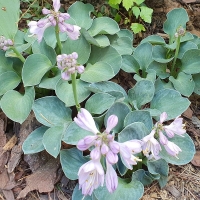 Funkia Blue Mouse Ears.jpg