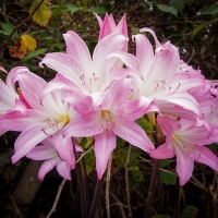 Amaryllis różowy Belladona