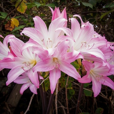 Amaryllis piękny Belladonna 1szt