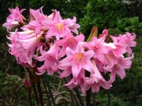 Amaryllis różowy Belladona