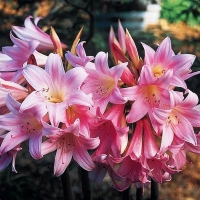 Amaryllis różowy Belladona