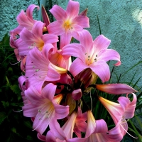Amaryllis różowy Belladona