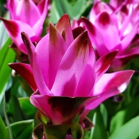 Curcuma.jpg