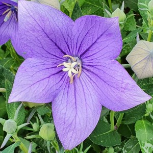 Rozwar wielkokwiatowy niebieski 1szt