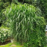 Miskant Giganteus.jpg