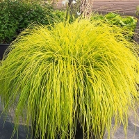 Pennisetum Lumen Gold.jpg