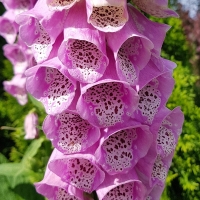 Naparstnica digitalis Purpurea