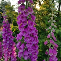 Naparstnica digitalis Purpurea