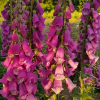 Naparstnica digitalis Purpurea