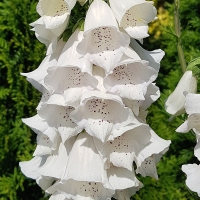 naparstnica Virtuoso white.jpg