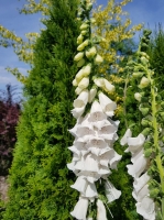 naparstnica Virtuoso white.jpg