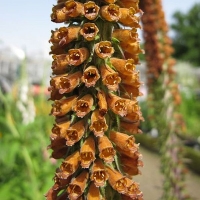 Digitalis ferruginea