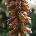Digitalis ferruginea