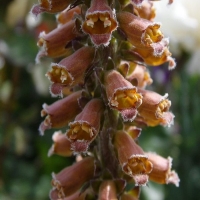 Digitalis ferruginea