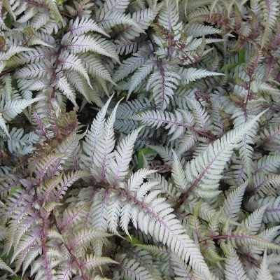 Paproć Pictum Silver Falls 1szt