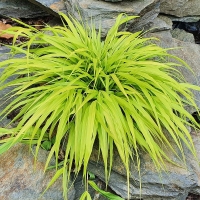 Pennisetum Lumen Gold.jpg