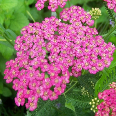 Krwawnik Lillac Beauty 1szt