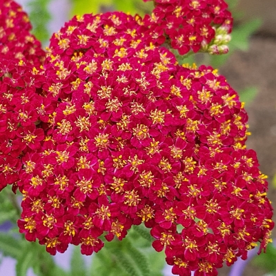 Krwawnik Red Velvet 1szt