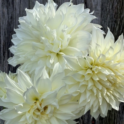 Dalia talerzowa Fleurel 1szt